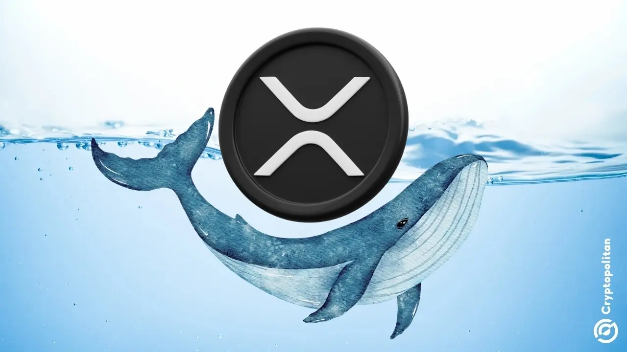 Large XRP holders continue to build positions despite 2026 price struggles